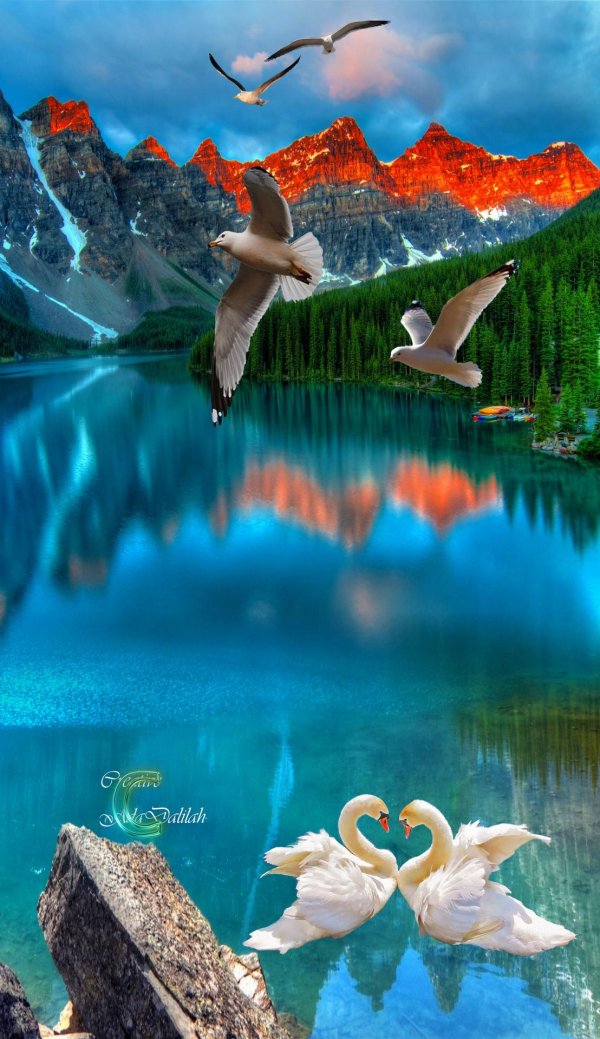 пара лебедей