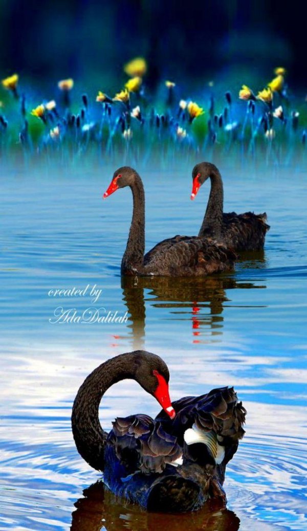 черный лебедь австралия