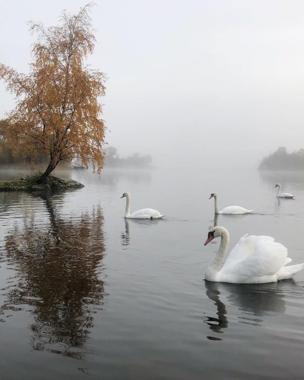 лебединый пруд елагин остров