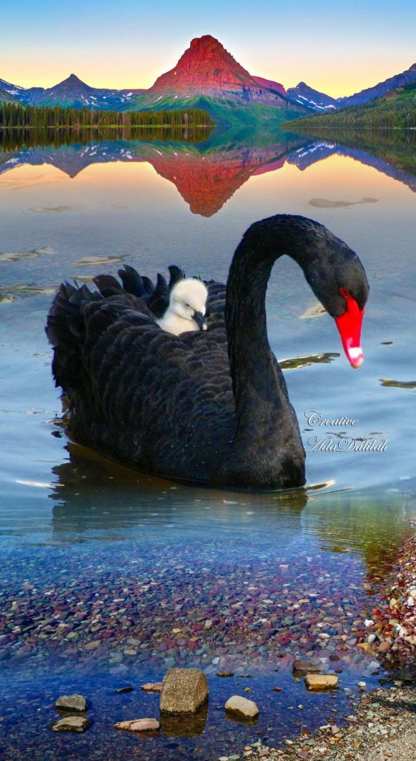 черный лебедь австралия