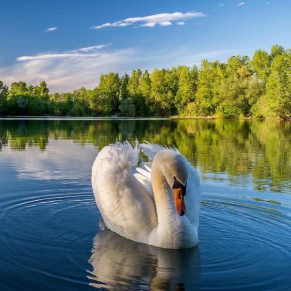 белый лебедь шипун