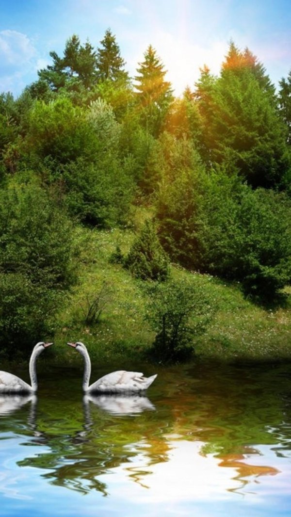 лебеди на озере