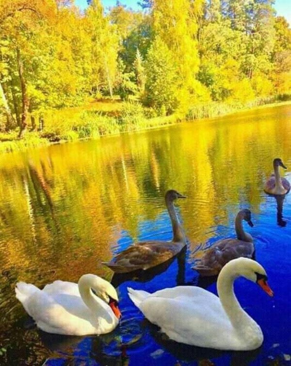 лебедушка лебединое озеро