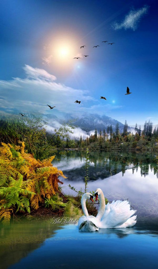 лебеди пара