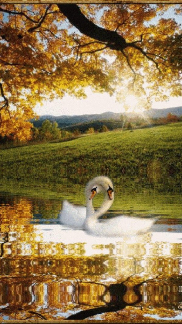 лебеди на озере