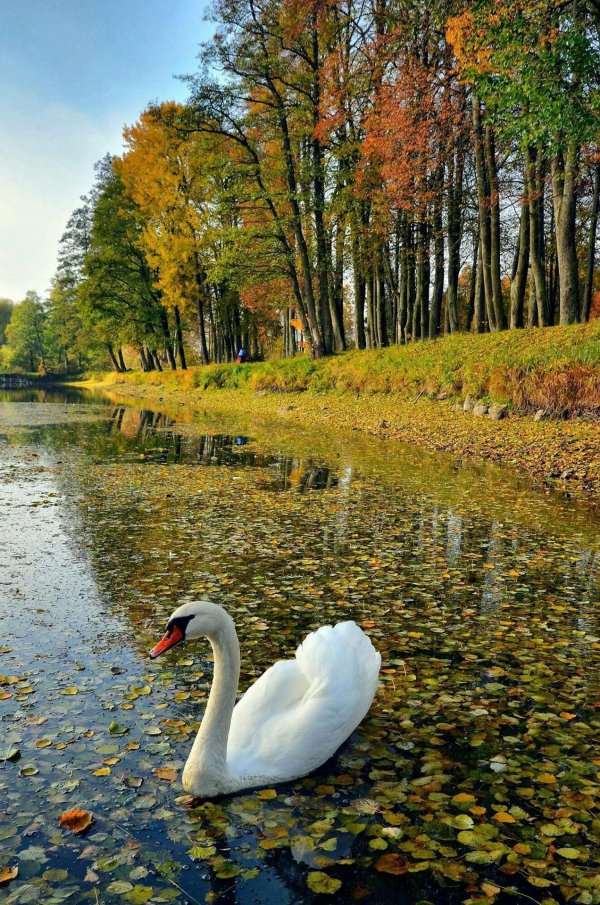 лебеди осенью