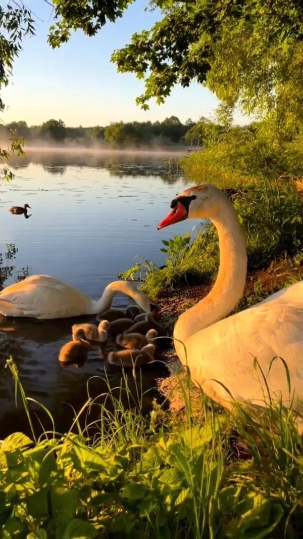 семья лебедей