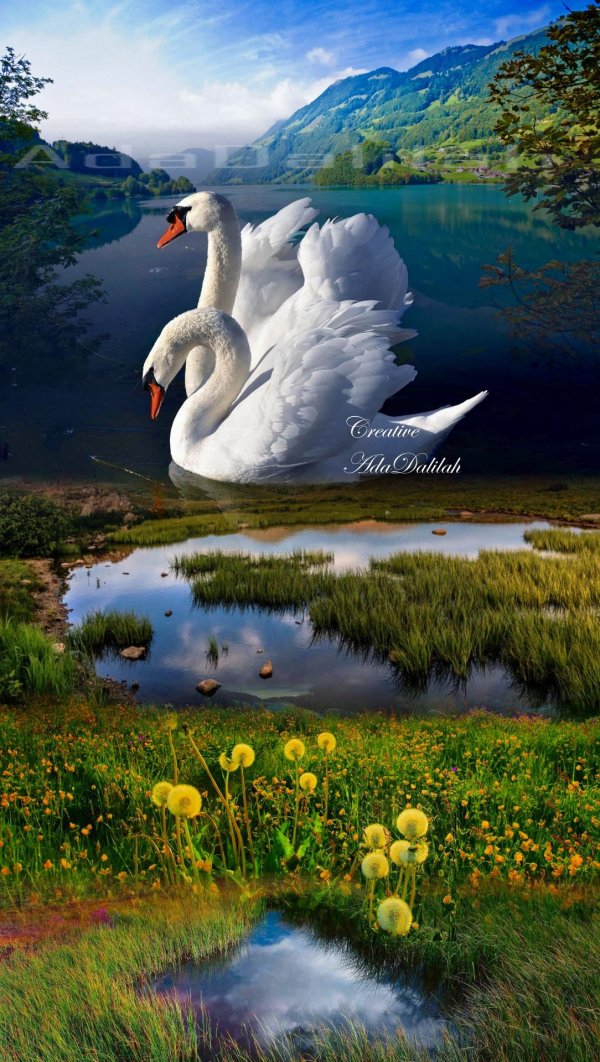 белый лебедь шипун