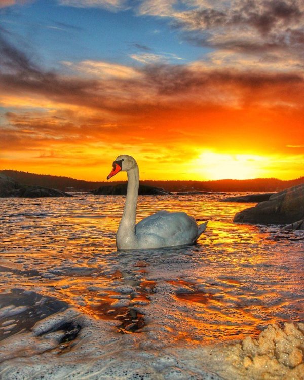 красивые лебеди