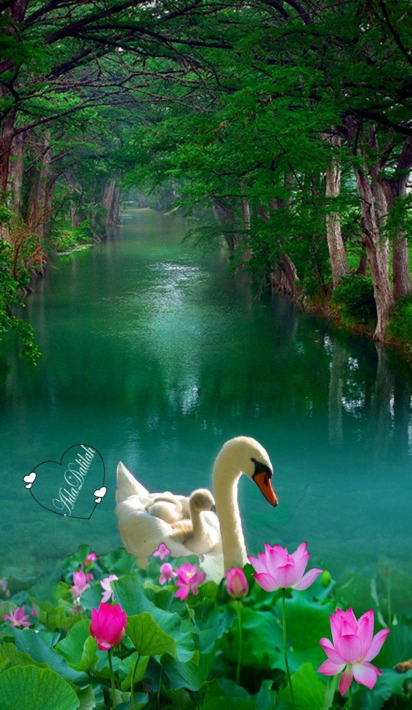 лебеди и водопады