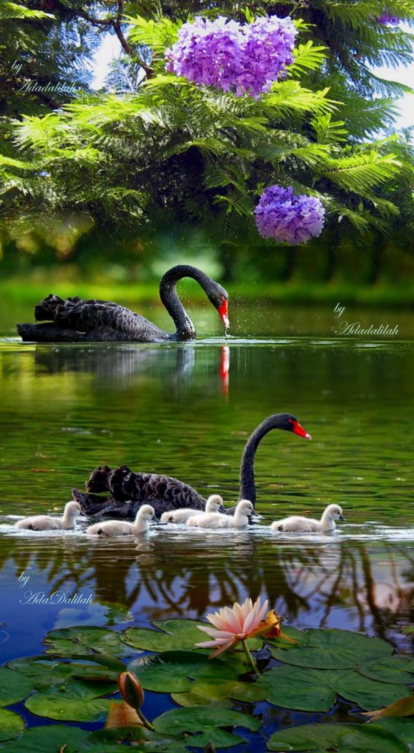 черный лебедь птица