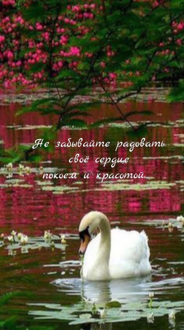 лебеди шипуны