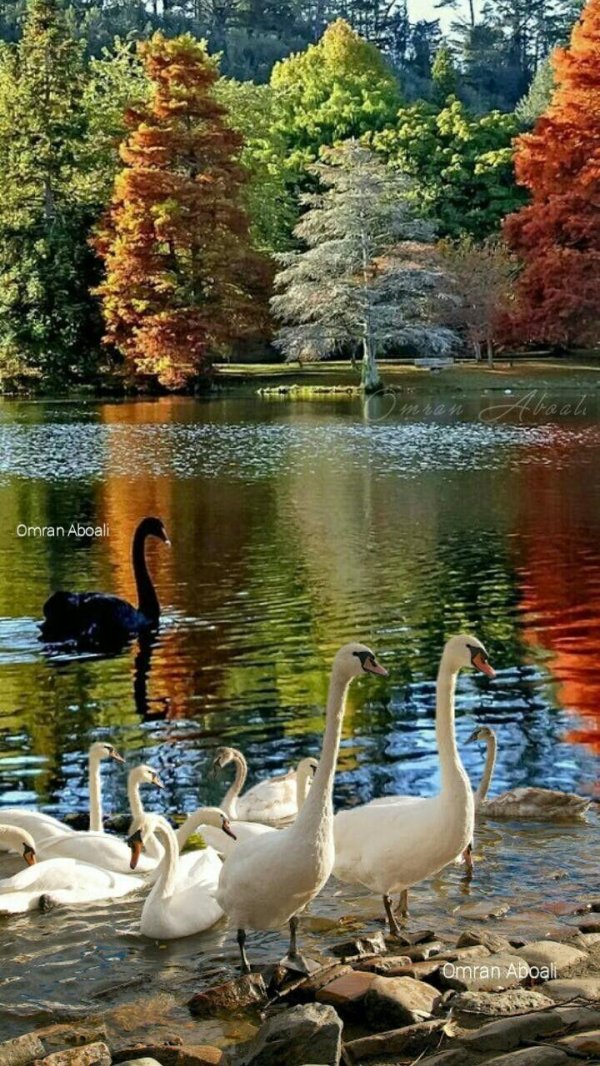 красивой осени