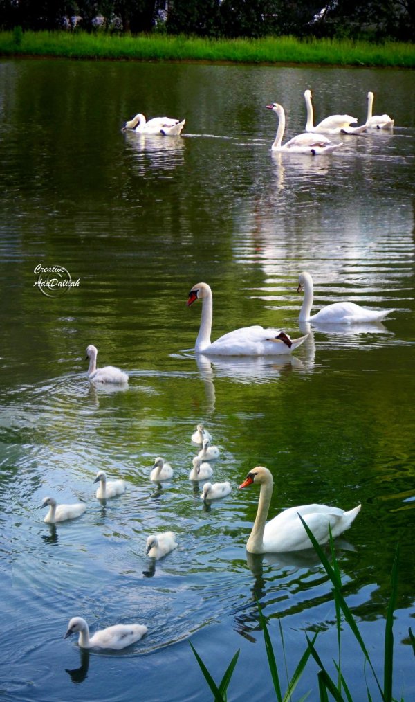 лебедь шипун самка