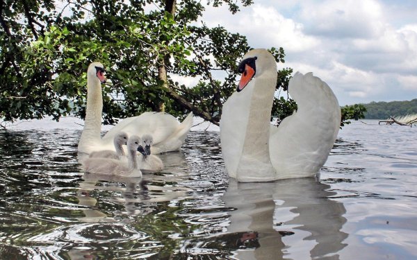 лебедь шипун самка