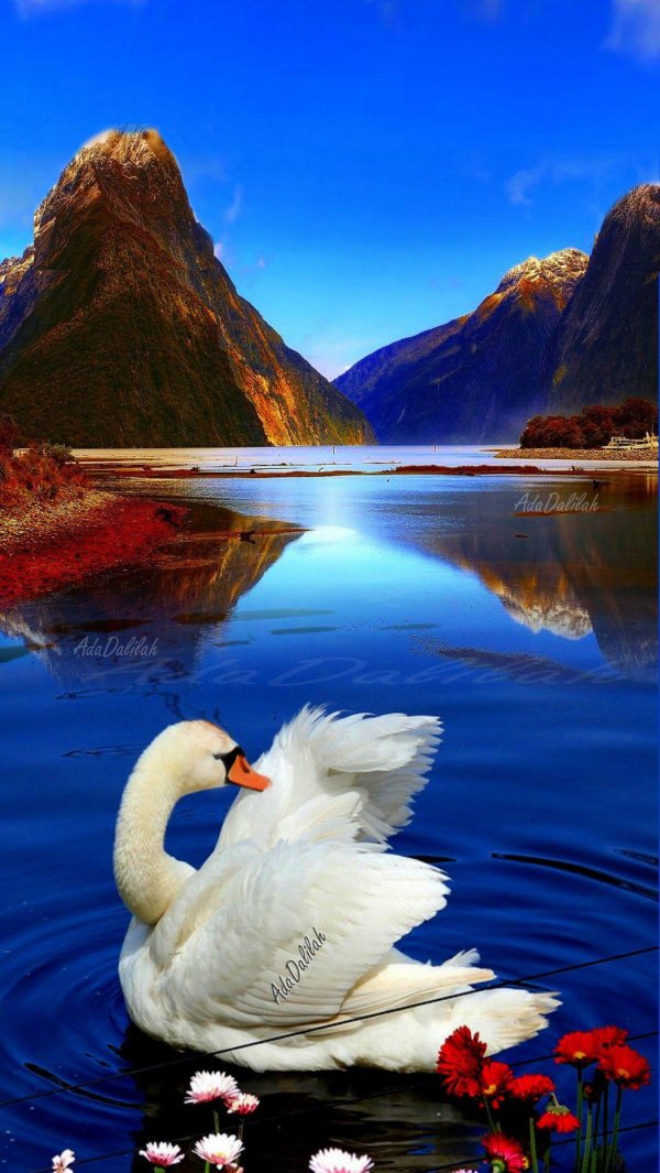 пара лебедей