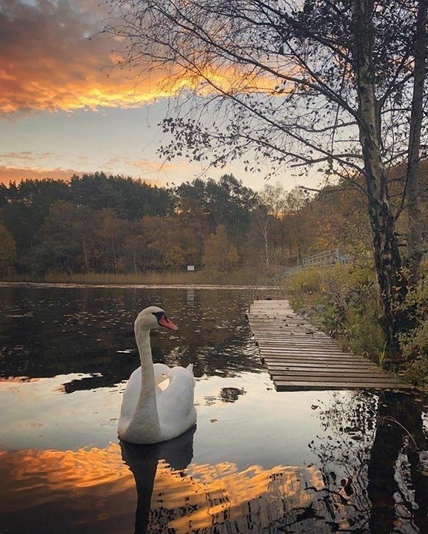 лебедушка лебединое озеро