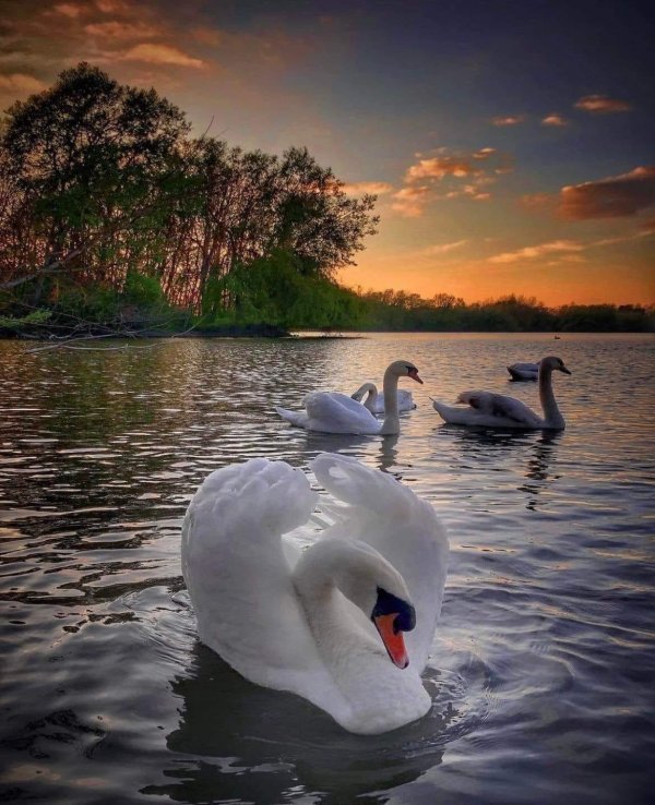 пара лебедей