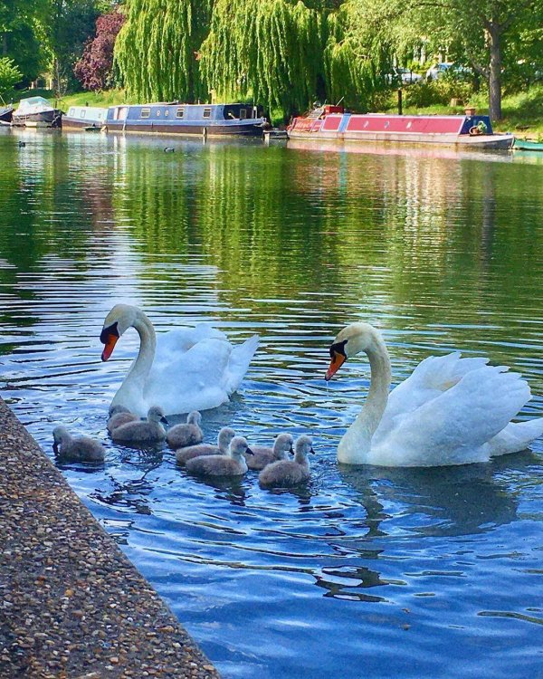 лебединый пруд елагин остров