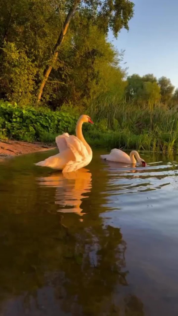 лебедушка лебединое озеро