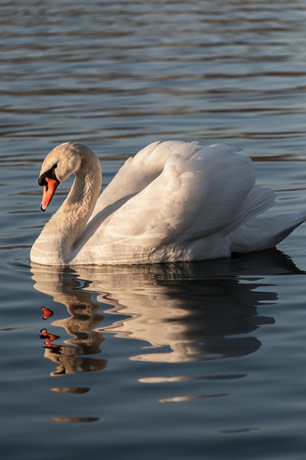 лебедь шипун