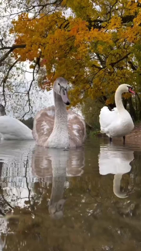 лебединые пруды царское село