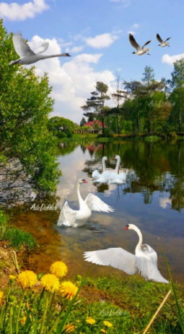 лебеди на пруду