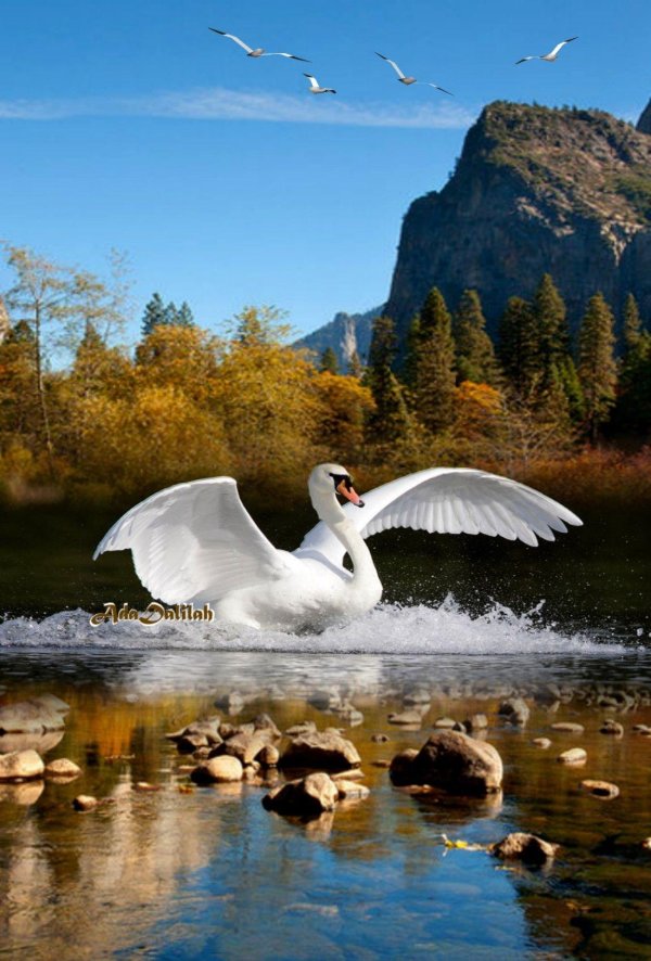 птица лебедь