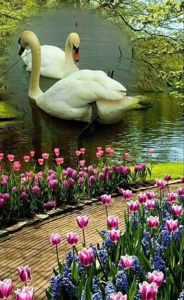 красивые сады