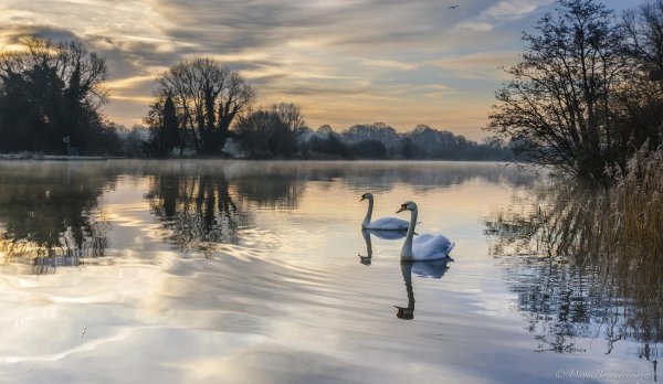 лебедушка лебединое озеро