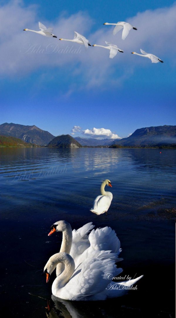 пара лебедей