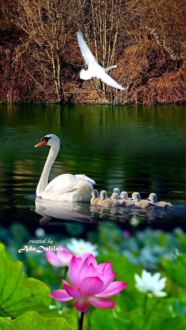 птица лебедь