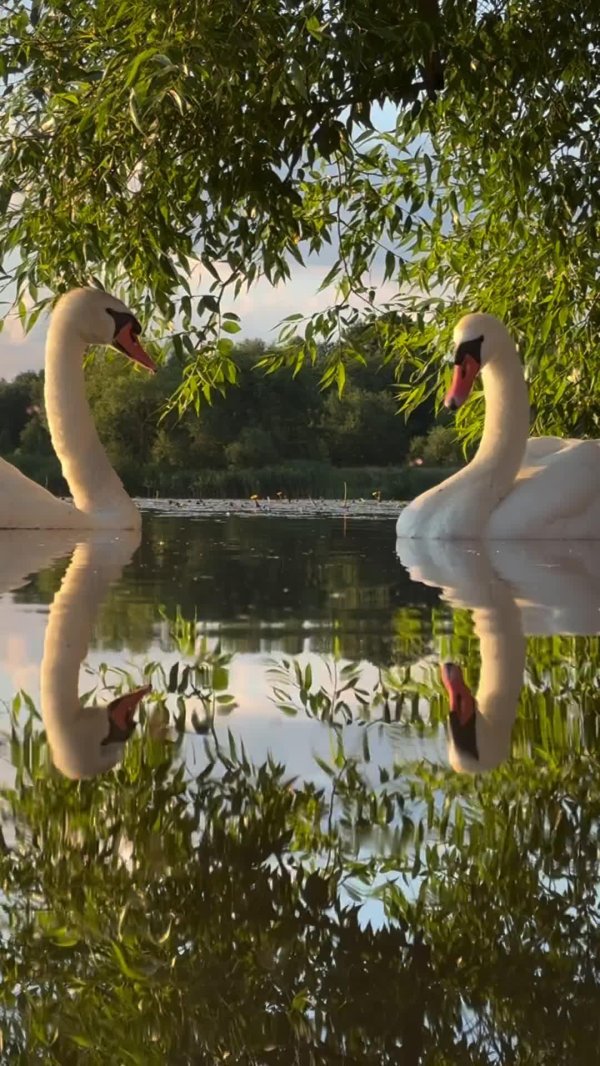 птица лебедь