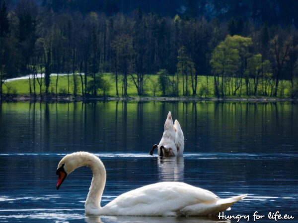 белый лебедь шипун