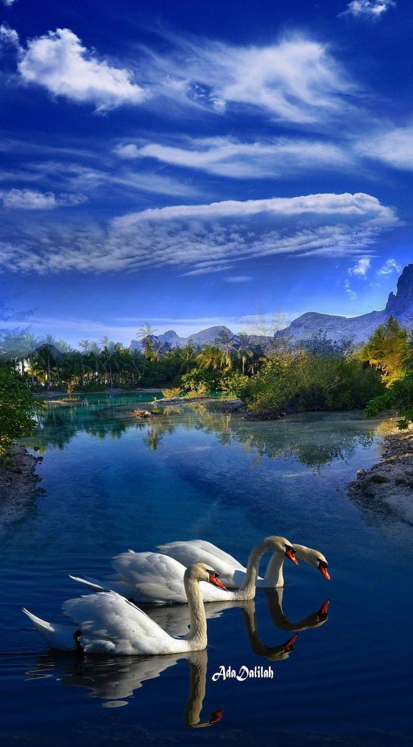 много лебедей