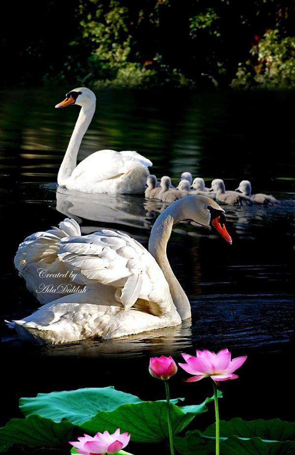 птица лебедь