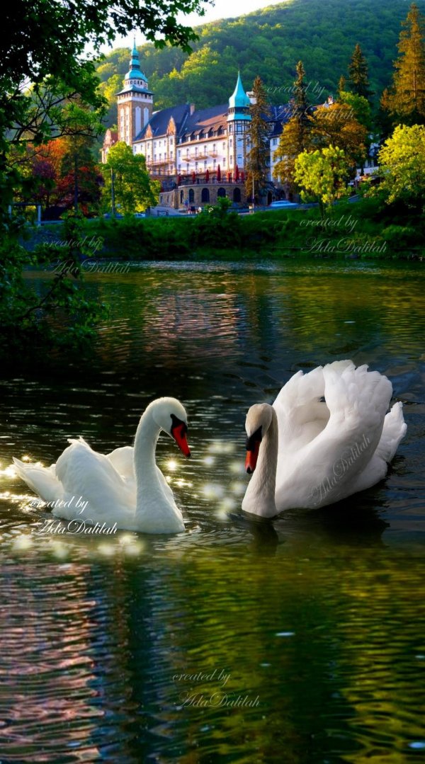 картина лебеди