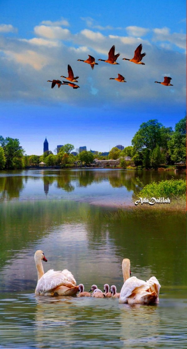 озеро лебедь