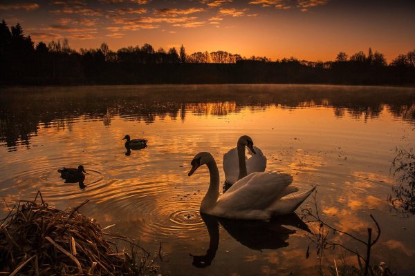 лебединый заказник озеро светлое
