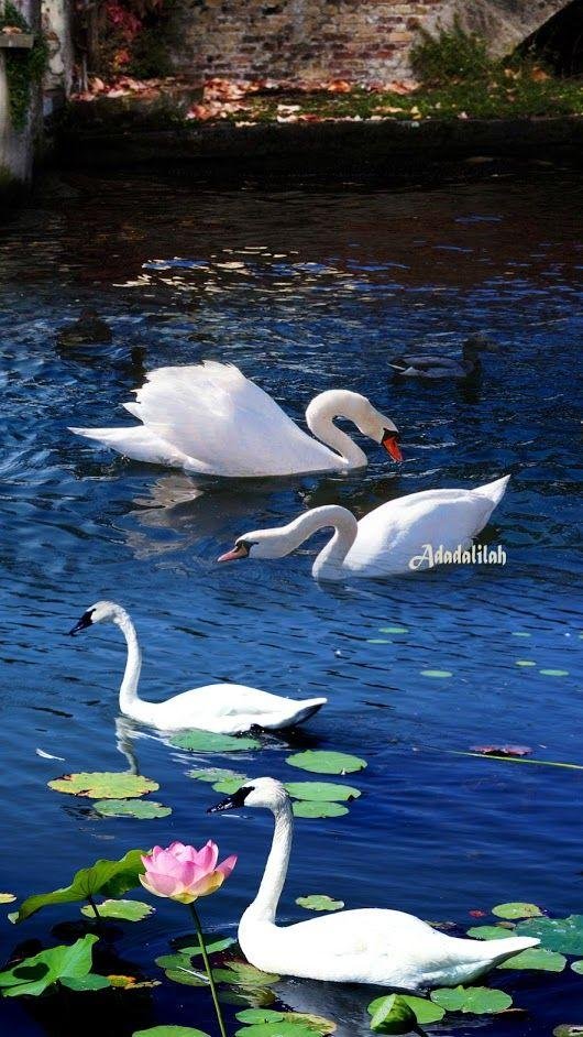 озеро лебедь