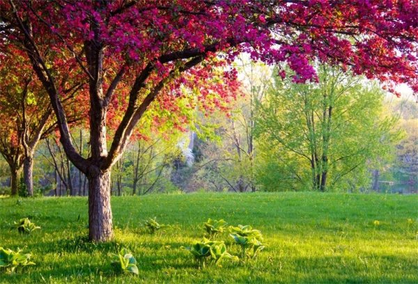 цветущие деревья