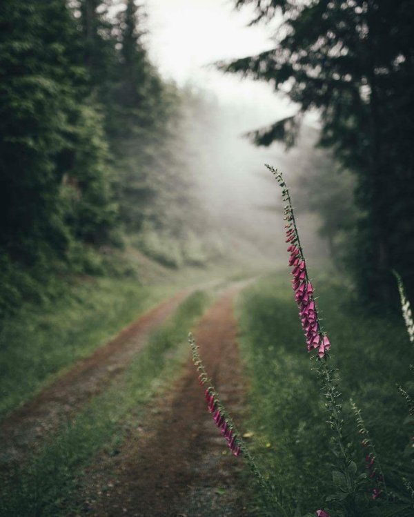 лесной цветок