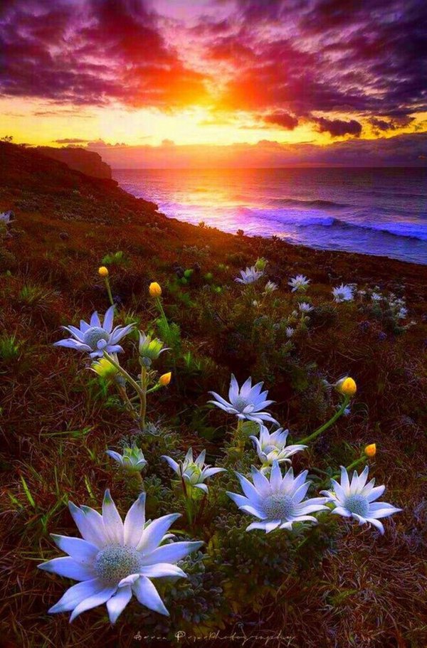 сказочные цветы