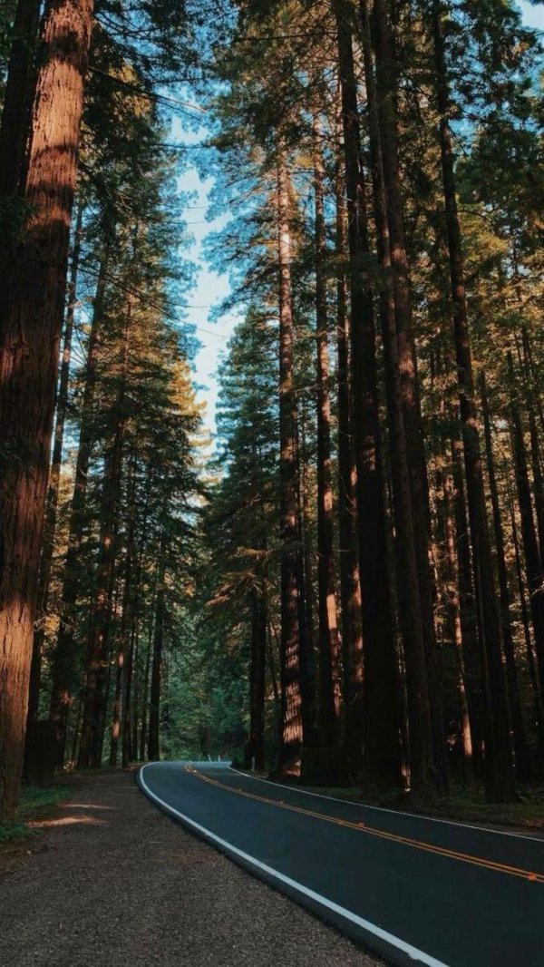 национальный парк секвойя