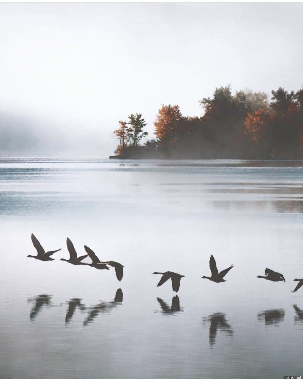 птицы улетали