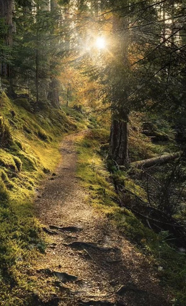 лес красиво