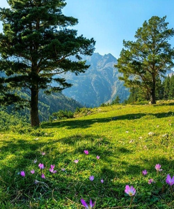 альпийские луга дагестана