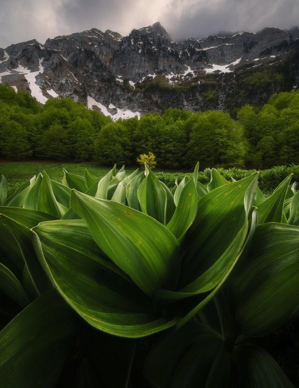 чемерица лобеля