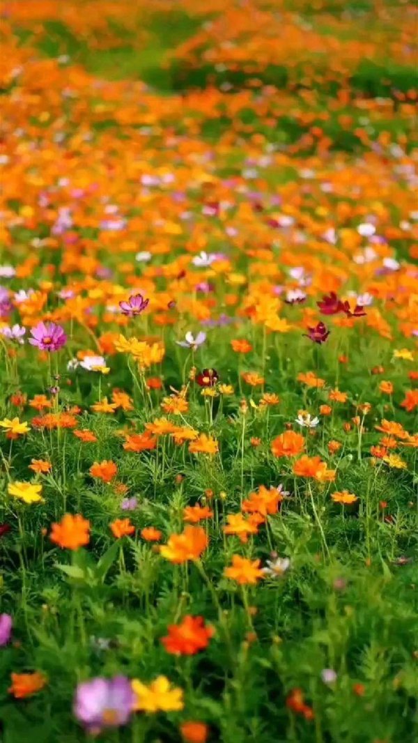 космея цветок оранжевая