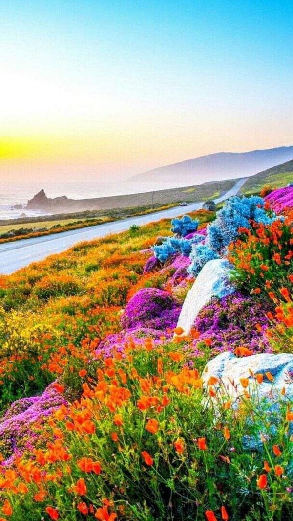 california wildflowers